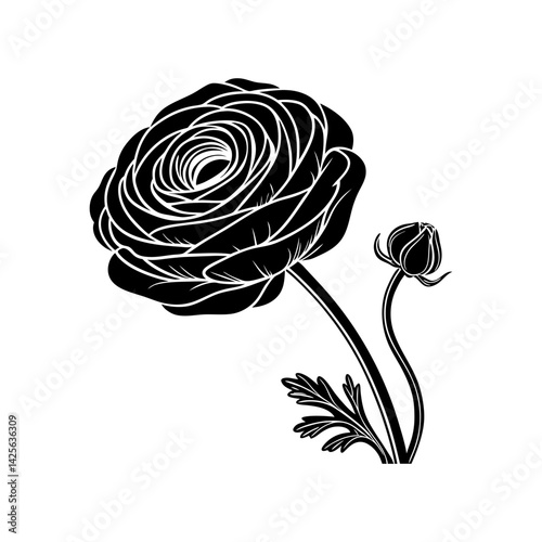 Silhouette of ranunculus flower with detailed petals and leaves vector illustration