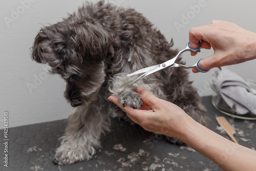 犬をトリミングする女性の手元