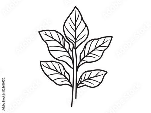 Healthy organic amaranth growing in summer field