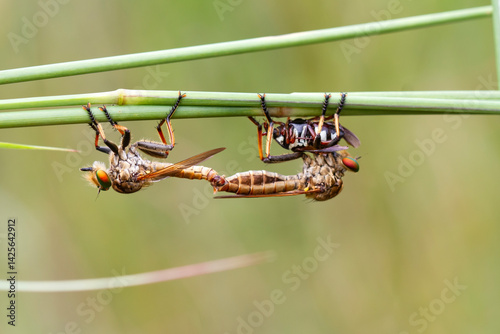 Robberfly makes love while eating