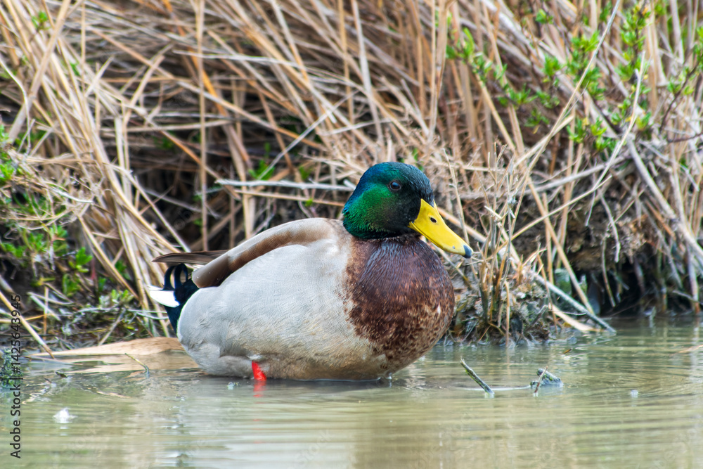 Obraz premium Canard colvert mâle (Anas platyrhynchos) au bord de l’eau