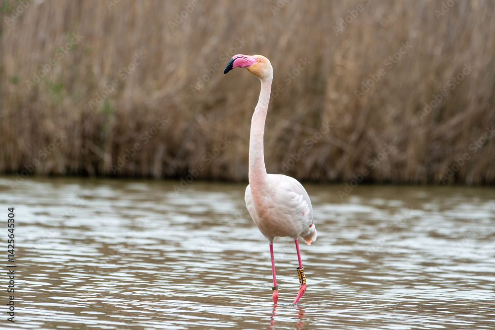 Naklejka premium Flamant rose (Phoenicopterus roseus) en pleine nature