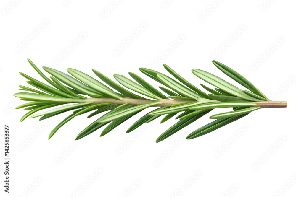 Fototapeta premium Rosemary sprig isolated on a transparent background, highlighting its sharp green leaves and natural structure. A versatile herb commonly used in cooking and aromatherapy