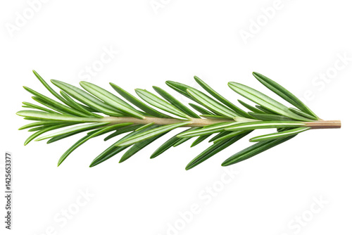 Rosemary sprig isolated on a transparent background, highlighting its sharp green leaves and natural structure. A versatile herb commonly used in cooking and aromatherapy
