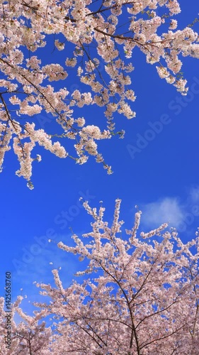 vertical video of Cherry blossoms swaying in the wind and blue sky	