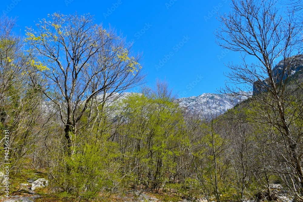 Decisuous, broadleaf forest in springtime green foliage in Paklenica national park, Croatia