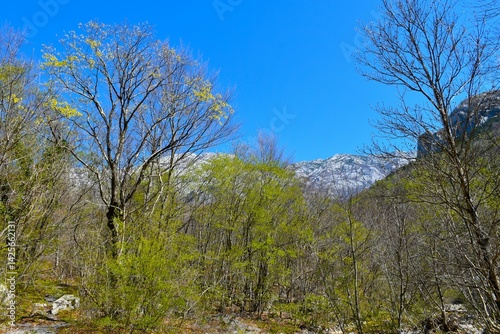 Obraz na płótnie Decisuous, broadleaf forest in springtime green foliage in Paklenica national park, Croatia w salonie