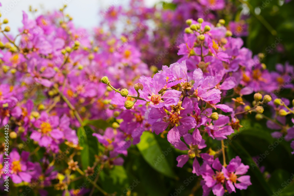 Lagerstroemia speciosa, Queen's crape myrtle , Pride of India. Lagerstroemia speciosa, Queen's crape myrtle , Pride of India.