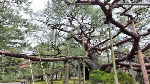 Magnificent tree with sprawling branches supported in a tranquil traditional kenrokuen garden.