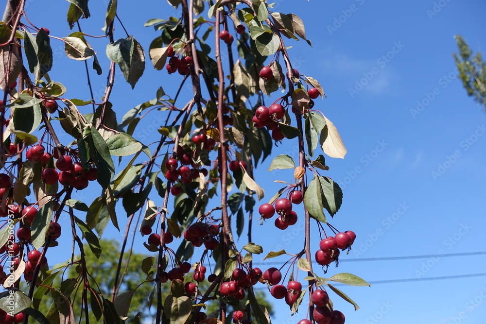 Azure blue sky and branches of crab apple with fruits in September