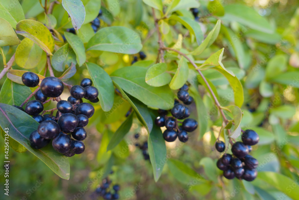 Macro of black berries of common privet in October