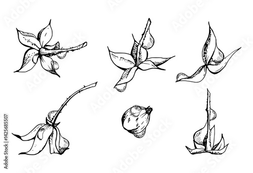 Raspberry fruit receptacle seed pod torus cluster petals leaves on stem in water dew drops, hand drawn in vector ink, forest dewberry mulberry cloudberry. Botanical isolated element illustration set