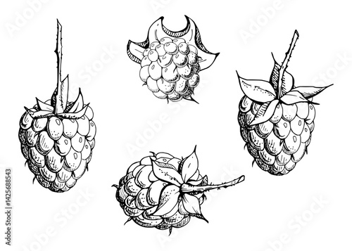 Raspberry ripe sloe fruit with leaves on stalk hand drawn in vector ink, garden berry mulberry loganberry cloudberry. Botanical isolated illustration. Home preserves cookbook, grocery store, closeup