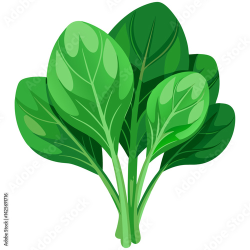 Bunch of fresh spinach leaves
