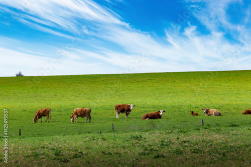 Obraz na płótnie Cows grazing in a spring meadow w salonie