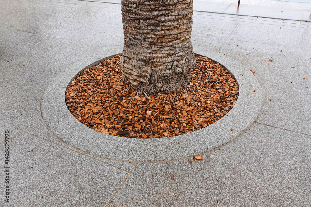 Eco-friendly landscaping of the city. A palm tree is in circular bed of wood chips