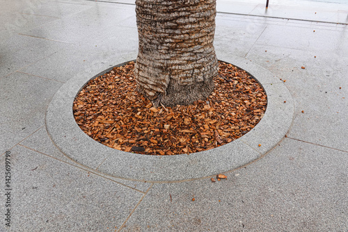 Obraz na płótnie Eco-friendly landscaping of the city. A palm tree is in circular bed of wood chips w salonie