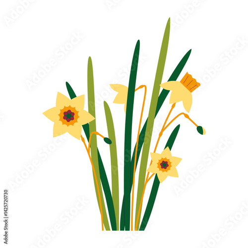 A blooming daffodil, a beautiful flower on a white background.