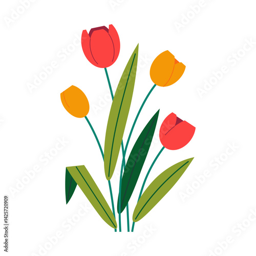 A blooming tulip, a beautiful flower on a white background.