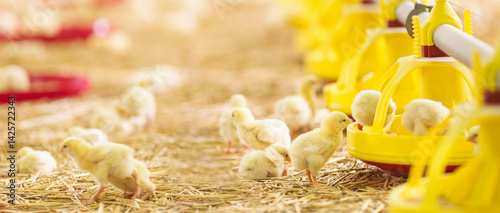 Flock of little chicks at farm feeding