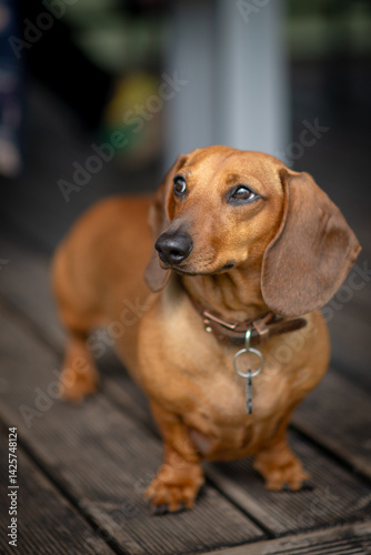 short-haired dachshund outside, on the outdoor terrace