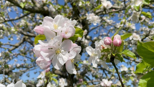 nsects fly between apple (malus) blossom on an orchard sunny spring day. ..flower, flowers, bloemen, bloesem, bee, bees, bijen, pollinating, pollination, Europe, pink, white, perennial, tree,