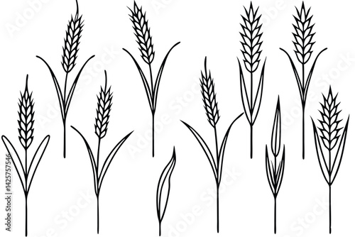 Timothy grass characteristics and benefits for livestock line art