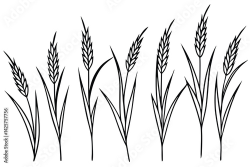 Timothy grass cultivation process for optimal growth line art