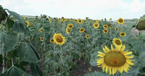 A field of yellow sunflowers, slow motion. The sun is shining, summer is warm.. High quality FullHD footage