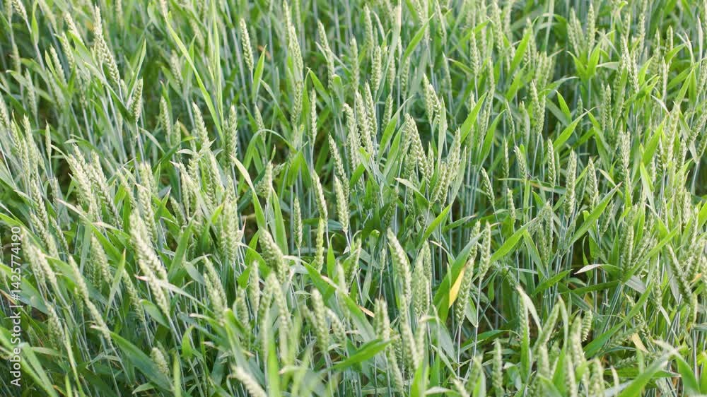 A calm cereal field in summer. A calm cereal field in summer.