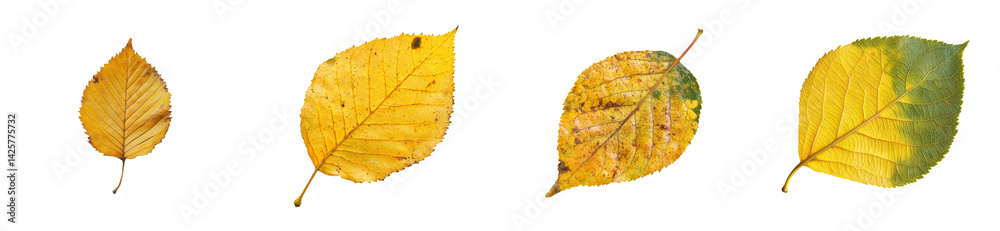 Autumn leaves display natural elegance, isolated against black, cut out transparent Autumn leaves display natural elegance, isolated against black, cut out transparent