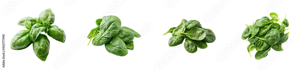 Collection basil and spinach, different amount of leaves, cut out transparent Collection basil and spinach, different amount of leaves, cut out transparent