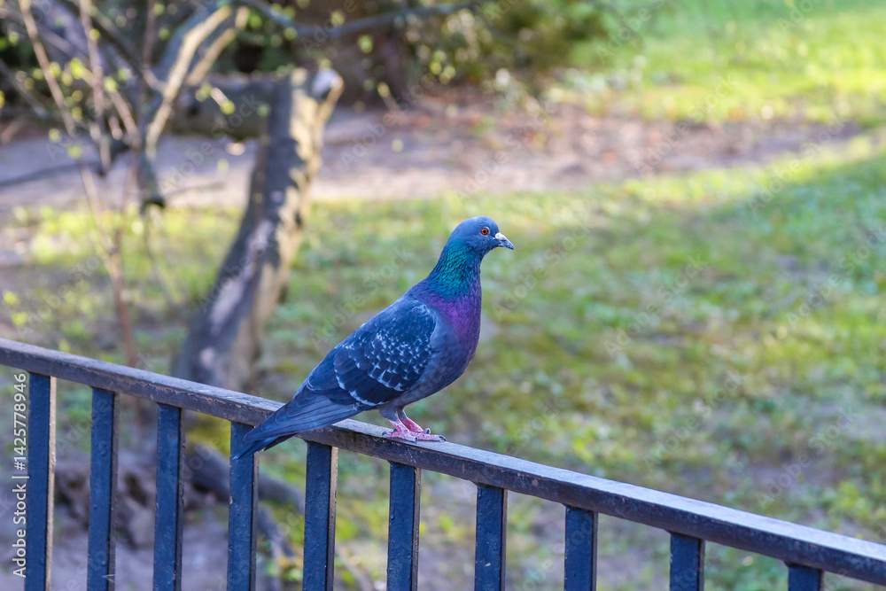 Fototapeta premium Vibrant Blue Pigeon Perched on Metal Railing Against Green Park Background