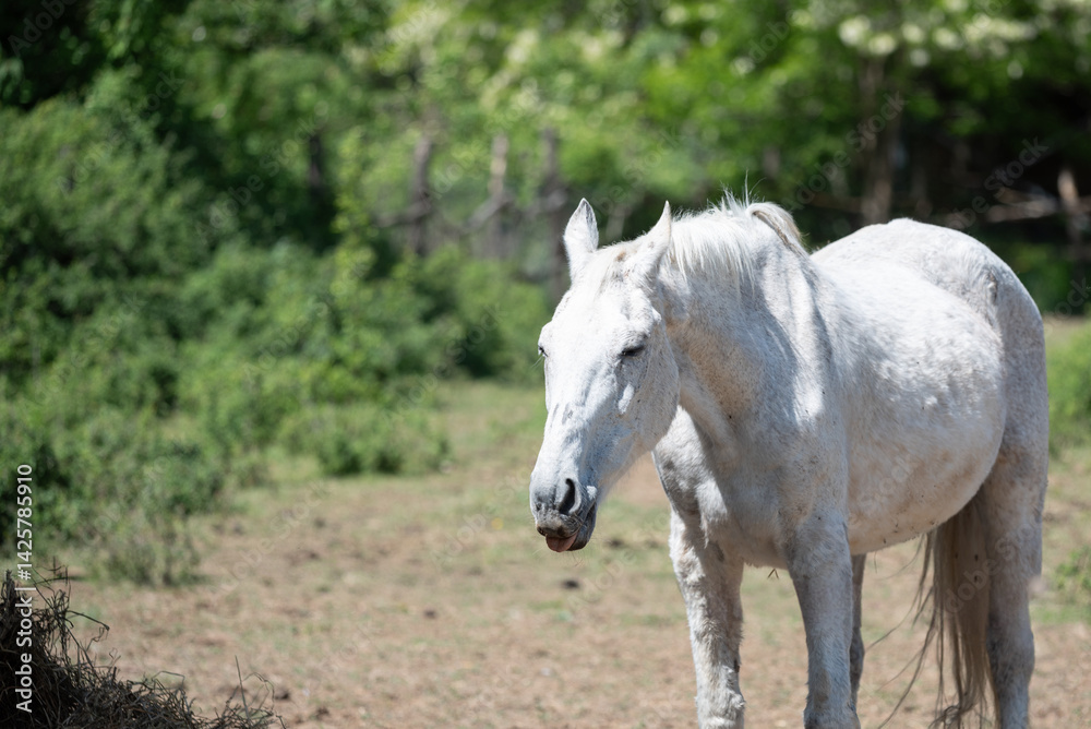 Fototapeta premium Close-up photos of the beautiful white horse from the horse sanctuary