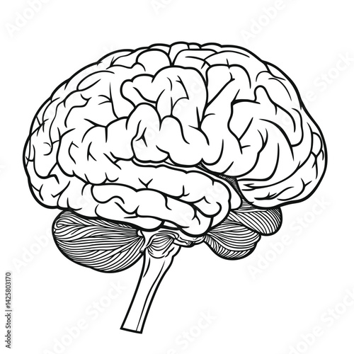 Human brain anatomy is depicted in a modern illustration featuring a flat, colored brainstem in a side view on white background