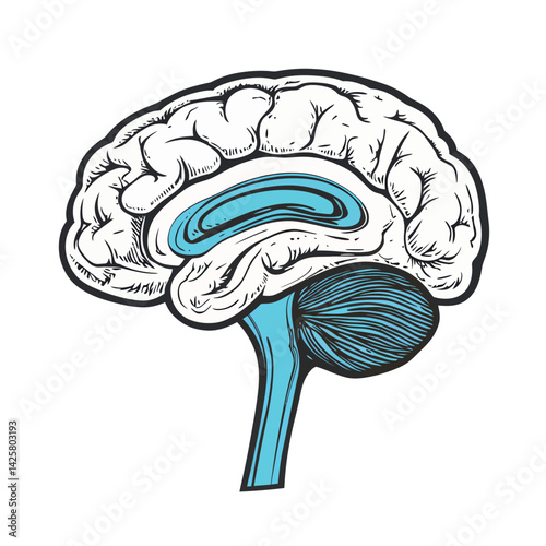 The human brain's occipital lobe is illustrated in a flat, anatomical side view