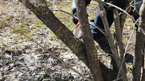 Pruning trees with a hand saw in the spring.Pruning branches of trees