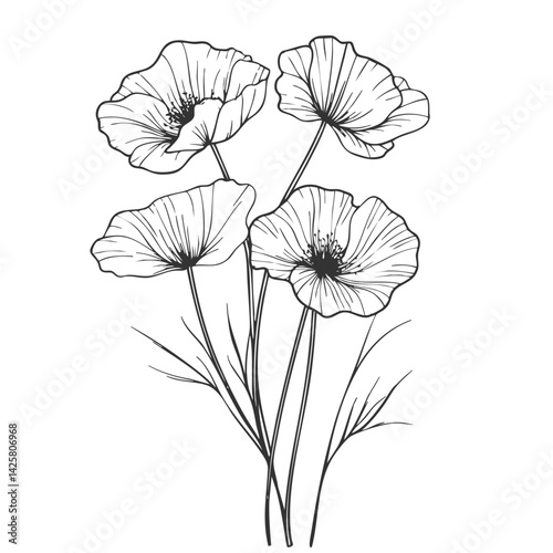 Poppy flower line art. drawing illustration sketch.