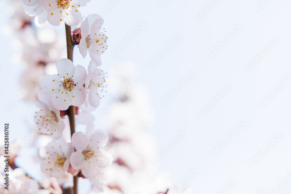 Fototapeta premium Blooming cherry blossom tree in spring, with delicate pink flowers