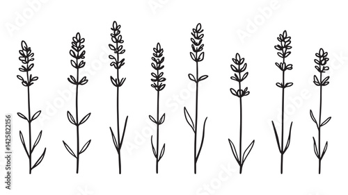 Lavender line art illustration simple minimalist floral design drawing