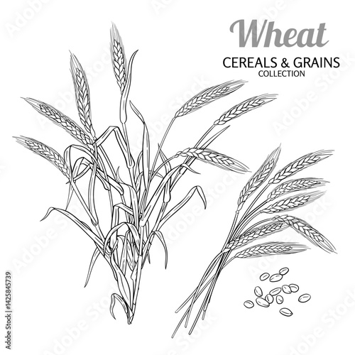 Wheat Plant with Seeds and Leaves Outline Illustration. Organic natural nutritional healthy food ingredient, vegetarian diet product. Vector isolated for design or decoration.