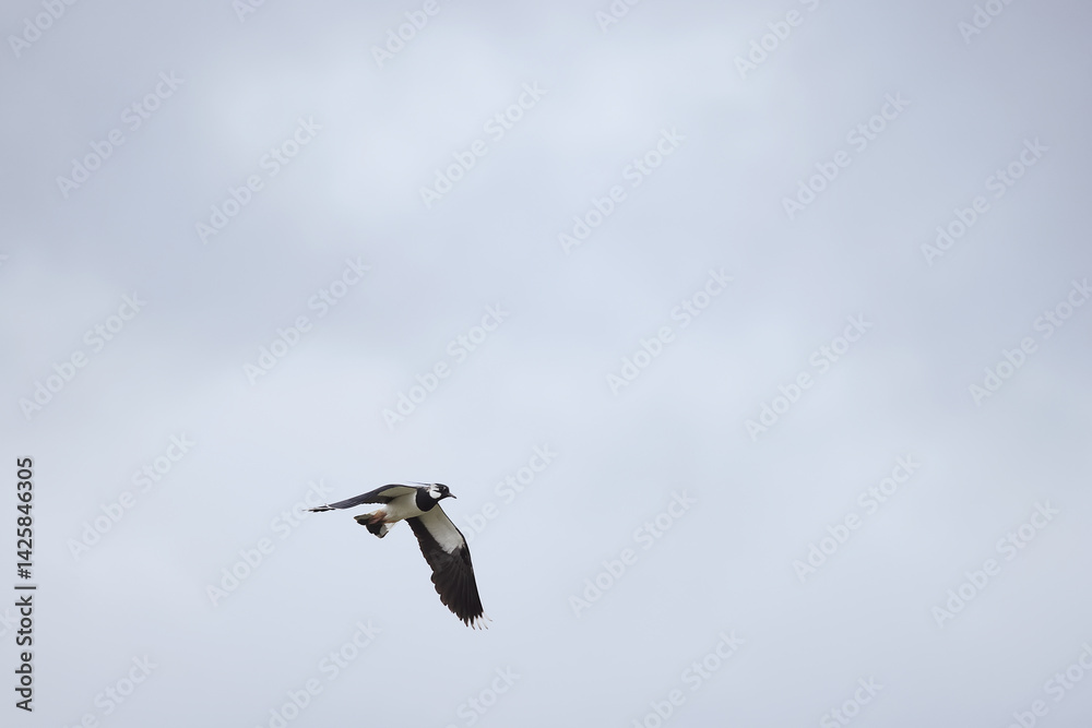a lapwing in flight against the background of a white sky a lapwing in flight against the background of a white sky