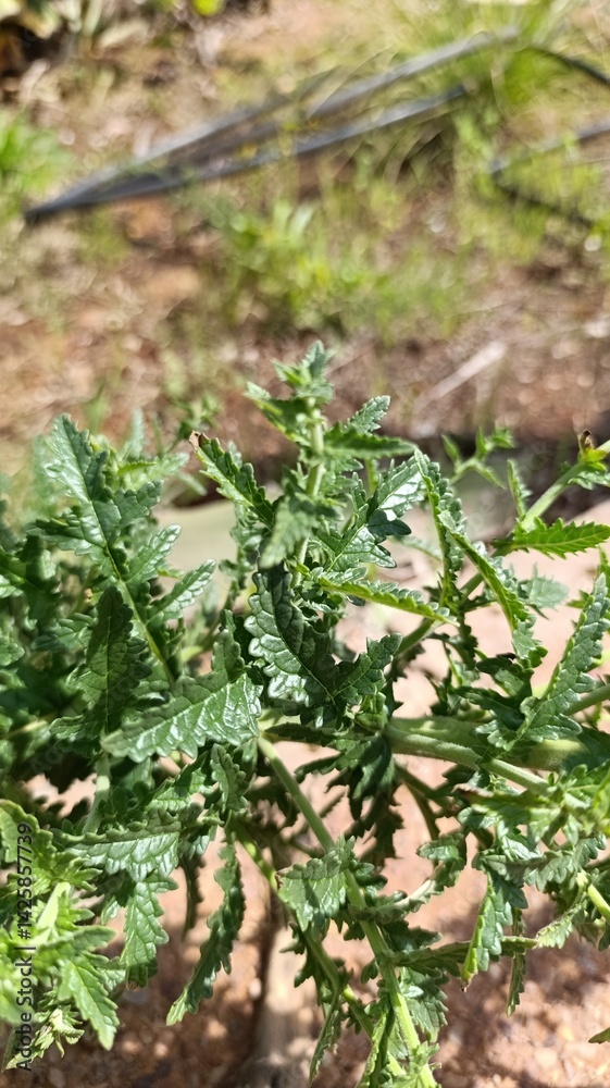 Fototapeta premium White Moth Mullein, Molène blattaire, Blataria menor, Verbasco polline, Verbasco amarelo, Schaben Königskerze - Verbascum blattaria - Scrophulariaceae, Scrophulariacées
