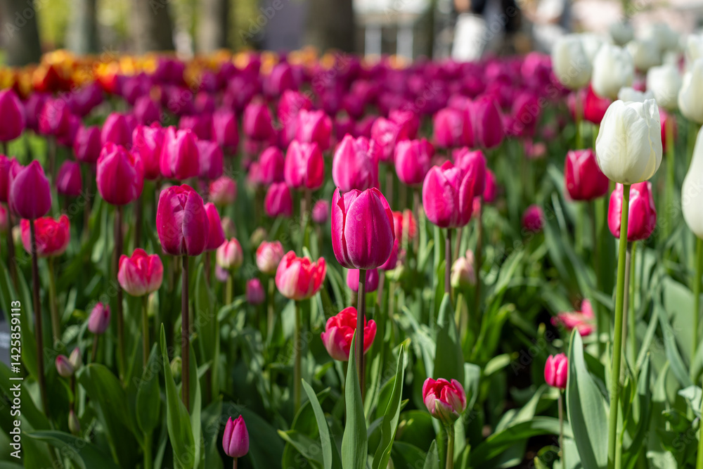 A beautiful view of a tulip field in full bloom at Keukenhof  Netherlands