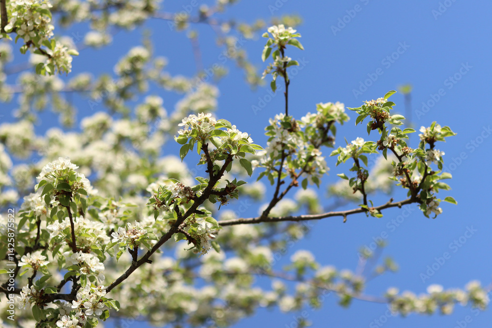 Pear blossom. Tree blooming with white flowers against blue sky. Spring. White flowers on pear. Nature background. Fruit tree blossom. White flowers. Branch of blossoming pear. Spring background Pear blossom. Tree blooming with white flowers against blue sky. Spring. White flowers on pear. Nature background. Fruit tree blossom. White flowers. Branch of blossoming pear. Spring background