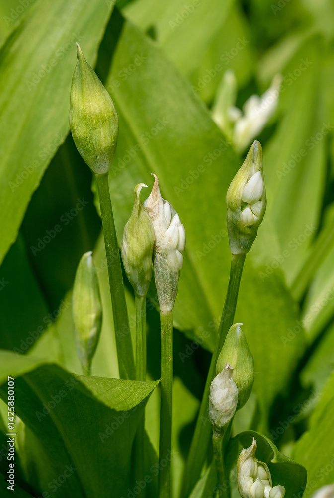 Obraz premium Wild garlic buds (Allium ursinum) just before flowering in spring. The perfect time to harvest for pickling in vinegar. 