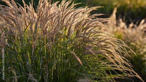Obraz na płótnie Up close Photo of ornamental Grasses w salonie