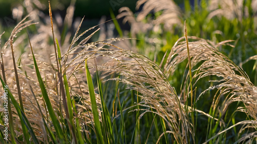 Obraz na płótnie Up close Photo of ornamental Grasses w salonie