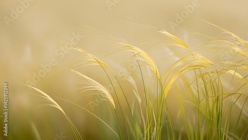 Obraz na płótnie A serene and intimate portrait of Hairawn Muhly grass, with its delicate, silky awns swaying gently in the breeze, against a soft, creamy background that evokes a sense of warm sunlight. w salonie