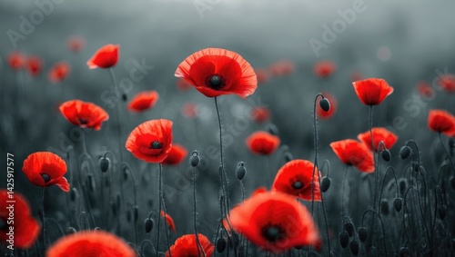 Red poppies blooming in a peaceful field during summer
